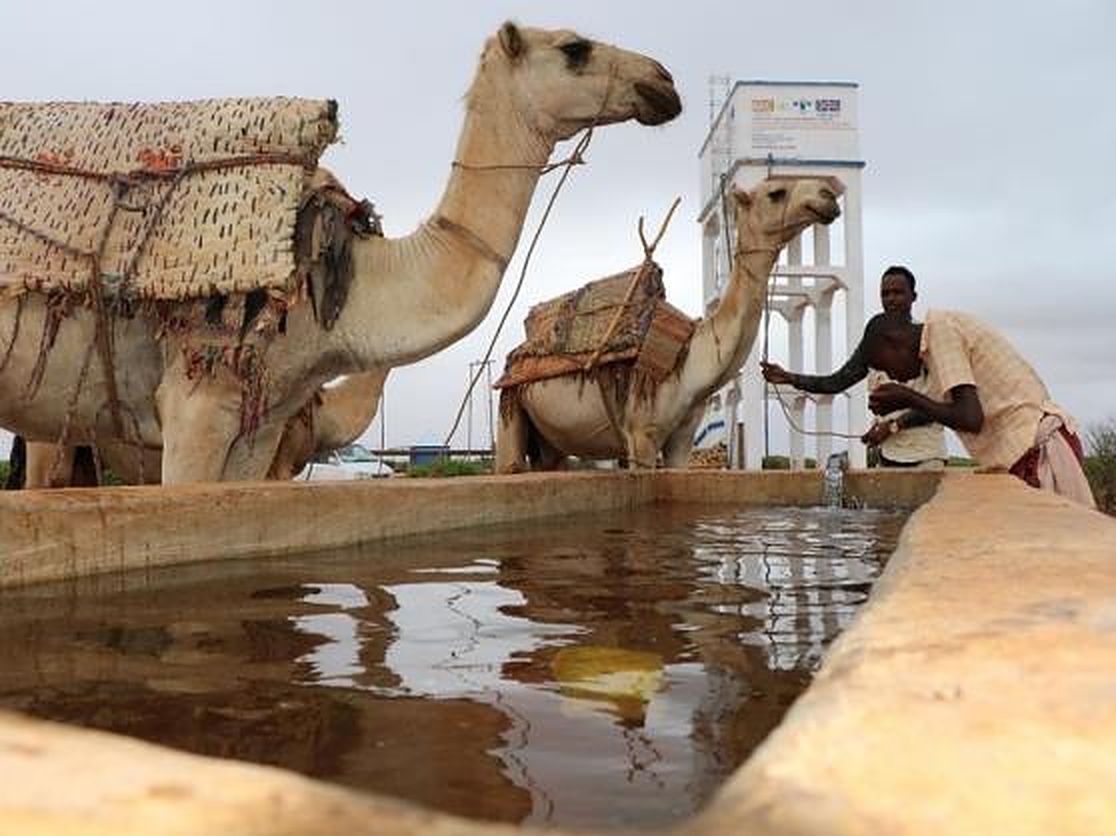Camels drinking at a water trough beside a water tower